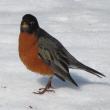 American robin, Year of the Bird, Jeff Wells, Maine, Boothbay Register