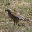 red-shouldered hawk, Boothbay Register, Jeff and Allison Wells