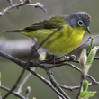 Nashville warbler Boothbay Register