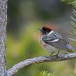 Bay-breasted Warbler, Boothbay Register