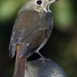 Hermit Thrush, birds, Boothbay Register, Maine