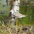 Less Yellowlegs, Boothbay Register, Year of the Bird, Jeff Wells