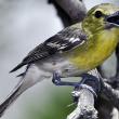 Yellow-throated vireo, the waugon