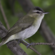 Red-eyed vireo. Boothbay Register