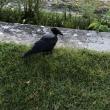 Hooded crow, Jeff Wells, Boothbay Register