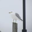 gulls, Boothbay Register, Jeff Wells