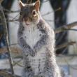 gray squirrel, squirrels, Gardiner, Maine, Boothbay Register, Jeff Wells, maine