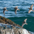 Purple Sandpipers, Boothbay Register, Jeff and Allison Wells