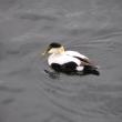 #bird-column, common eider, Boothbay Register, Jeff and Allison Wells