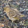 #bird-column, pine siskin, Jeff Wells, Boothbay Register