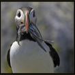 Atlantic puffin, Boothbay Register