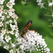 Great Golden Digger, wasp, iNaturalist, Boothbay Register, Jeff Wells