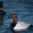 canvasback, duck, Boothbay Register, Wiscasset Newspaper