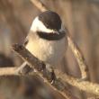 black-capped chickadee, Beth Comeau, Boothbay Register