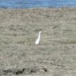 little egret, maine