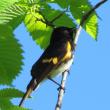 American redstart, Jeff Wells, Boothbay Register