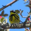 Magnolia warbler, Boothbay Register, Jeff Wells