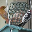 #bird-column, summer tanager, Jeff Wells, Boothbay Register