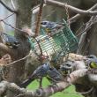 #bird-column, yellow-rumped warblers, suet, Boothbay Register