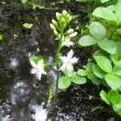 Bogbean, Orono Bog, Maine, Jeff Wells, Boothbay Register