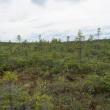 Orono Bog, Maine, Jeff Wells, Boothbay Register