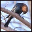 Brown-headed Cowbird