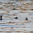 Puffins, Boothbay Register, NRCM