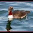 Red-throated Loon, Boothbay Register