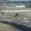 #bird-column, Boothbay Register, turkey vulture, Jeff Wells