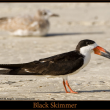 #black-skimmer, #Boothbay-Register, #Wiscasset-Paper