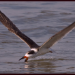 #black-skimmer, #Boothbay-Register