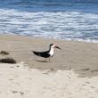 #black-skimmer, #boothbay-register