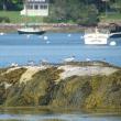 Common terns, Pemaquid, Jeff Wells, Boothbay Register