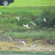 Common Terns, Boothbay Register, Jeff Wells, Pemaquid