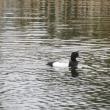 #bird-column, #greater-scaup, #Boothbay-Register, #birds, #Maine, #Jeff-Wells