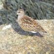 #bird-column, #Least-Sandpiper, #Boothbay-Register, #Jeff-Wells