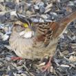 #bird-column, #white-throaded-sparrow, #boothbay-register, #Jeff-Wells