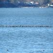 #bird-column, #boothbay-register, #birds, #Maine