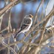 #bird-column, Common redpoll, 