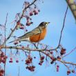 #bird-column, #JeffandAllisonWells, #Maine, #BoothbayRegister, #birds, #americanrobin