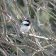 #bird-column, #boothbay-register, #black-cappedchickadee, #Maine