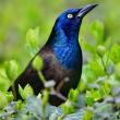 #bird-column, #boothbayregister, #grackle