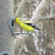 #bird-column, #boothbay-register, #americangoldfinch