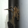 #bird-column, #boothbayregister, #spiders, #nurserywebspider