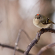 #bird-column, #boothbayregister, #ruby-crownedkinglet