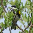 #bird-column, #BoothbayRegister, #yellow-rumpedwarbler