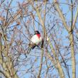 #bird-column, #rose-breastedgrosbeak, #birds, #JeffandAllisonWells, #BoothbayRegister, #Wiscasset Newspaper, #Maine