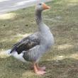 goose