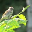 #bird-column, #boothbay-register, #jeff-and-allison-wells, #birds, #maine