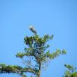 #bird-column, #boothbay-register, #jeff-and-allison-wells, #birds, #maine